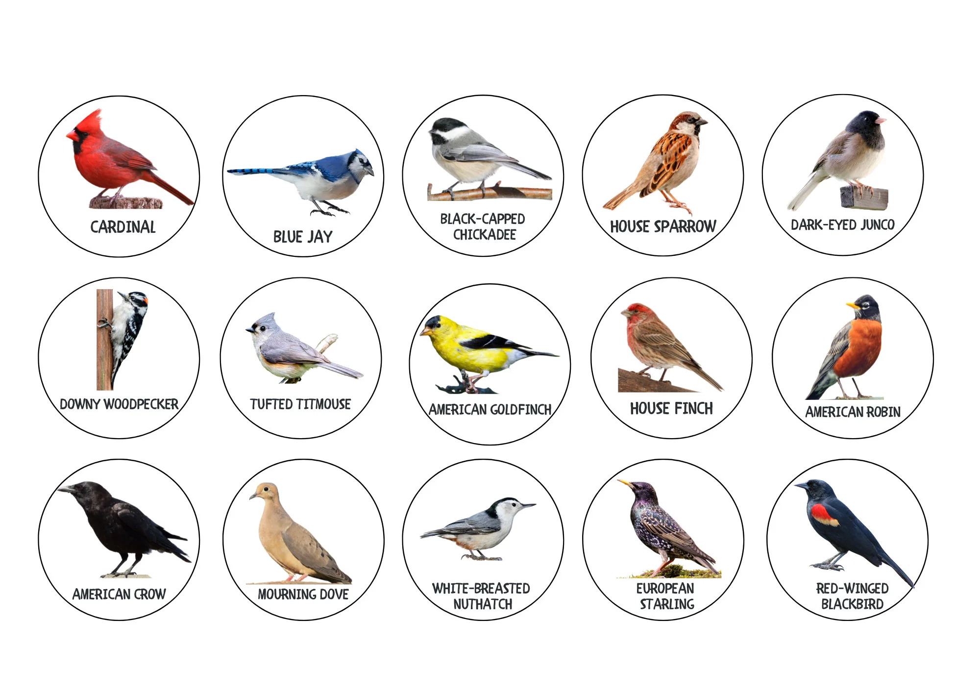 North American Birds Matching Bird Identification Chart Printable Bird Chart Common Birds Identification Charlotte Mason Nature Resource Etsy